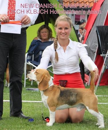 ASLAN DANSK CHAMPION