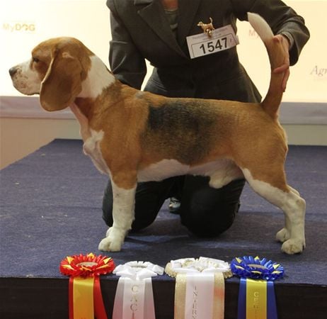 ASLAN INTERNATIONAL CHAMPION