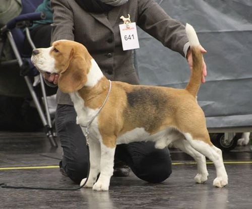 ASLAN TYSK VHD-CHAMPION