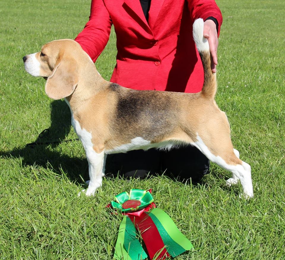 ALMA DANSK CHAMPION
