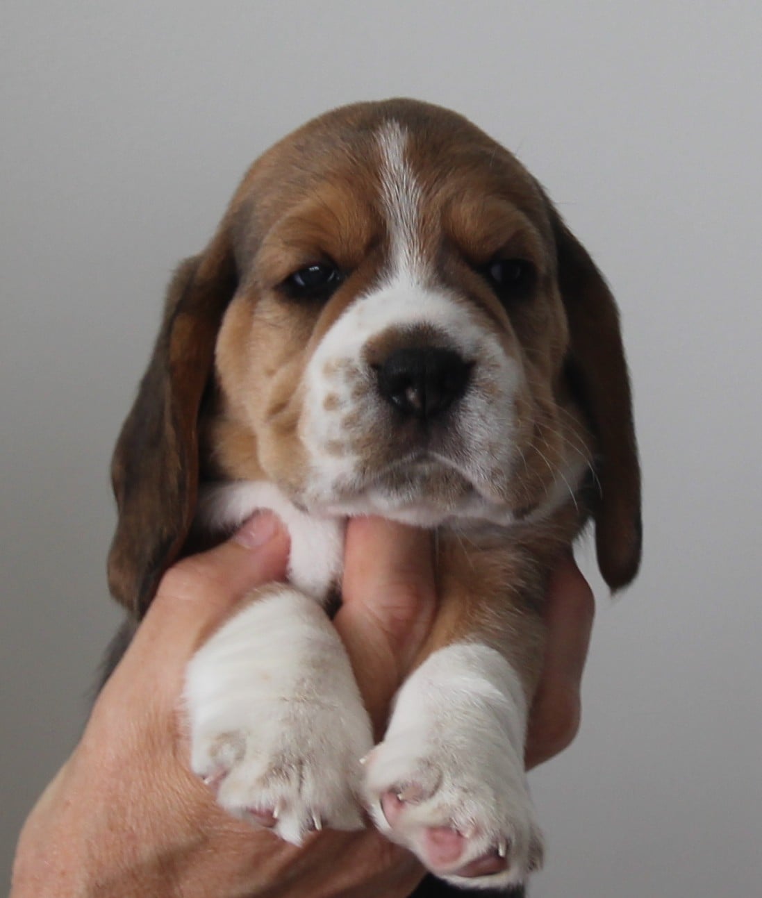 Holtebakken's Wilfred - 4 uger