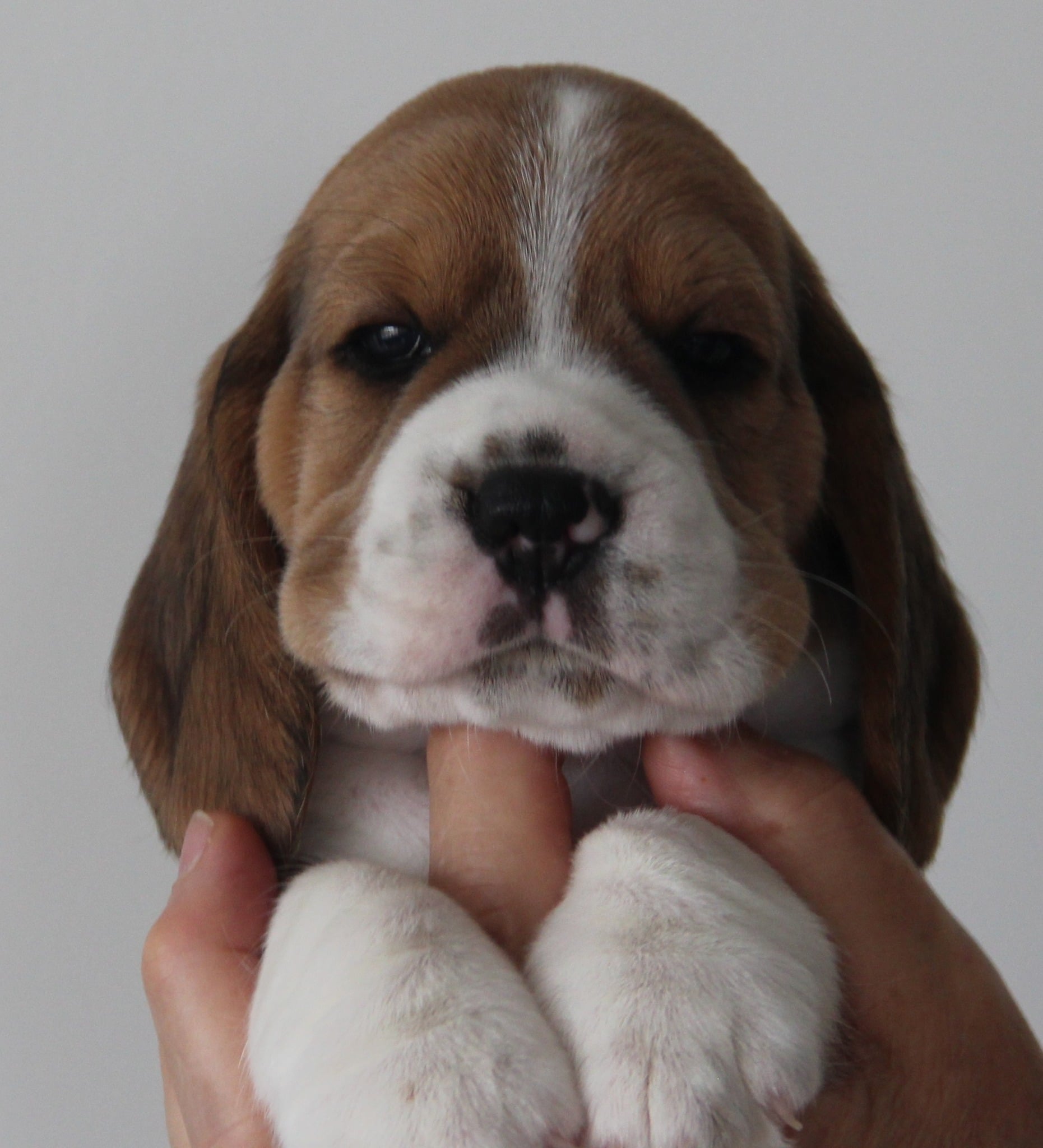 Holtebakken's Winston - 4 uger