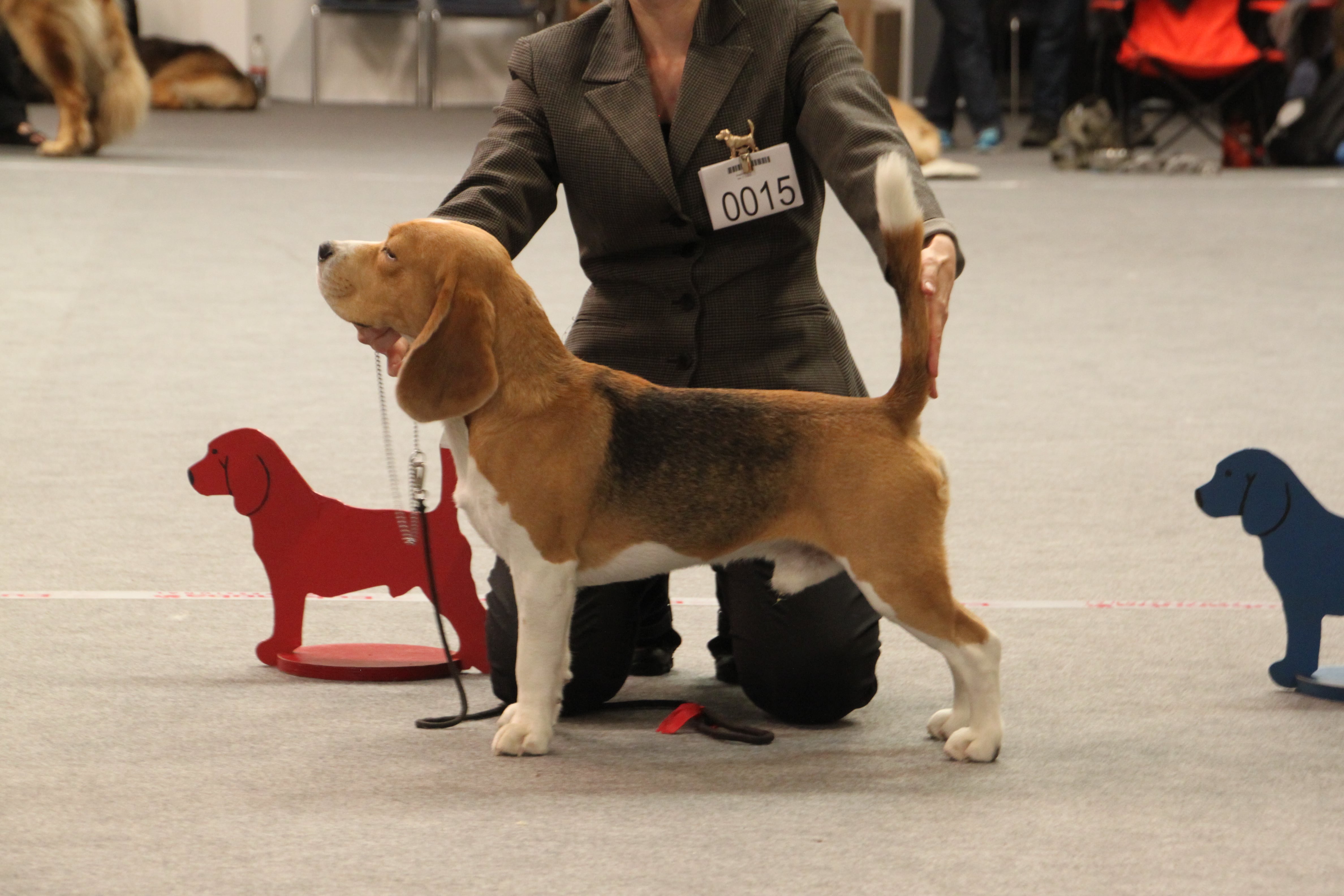MELVIN DANSK CHAMPION