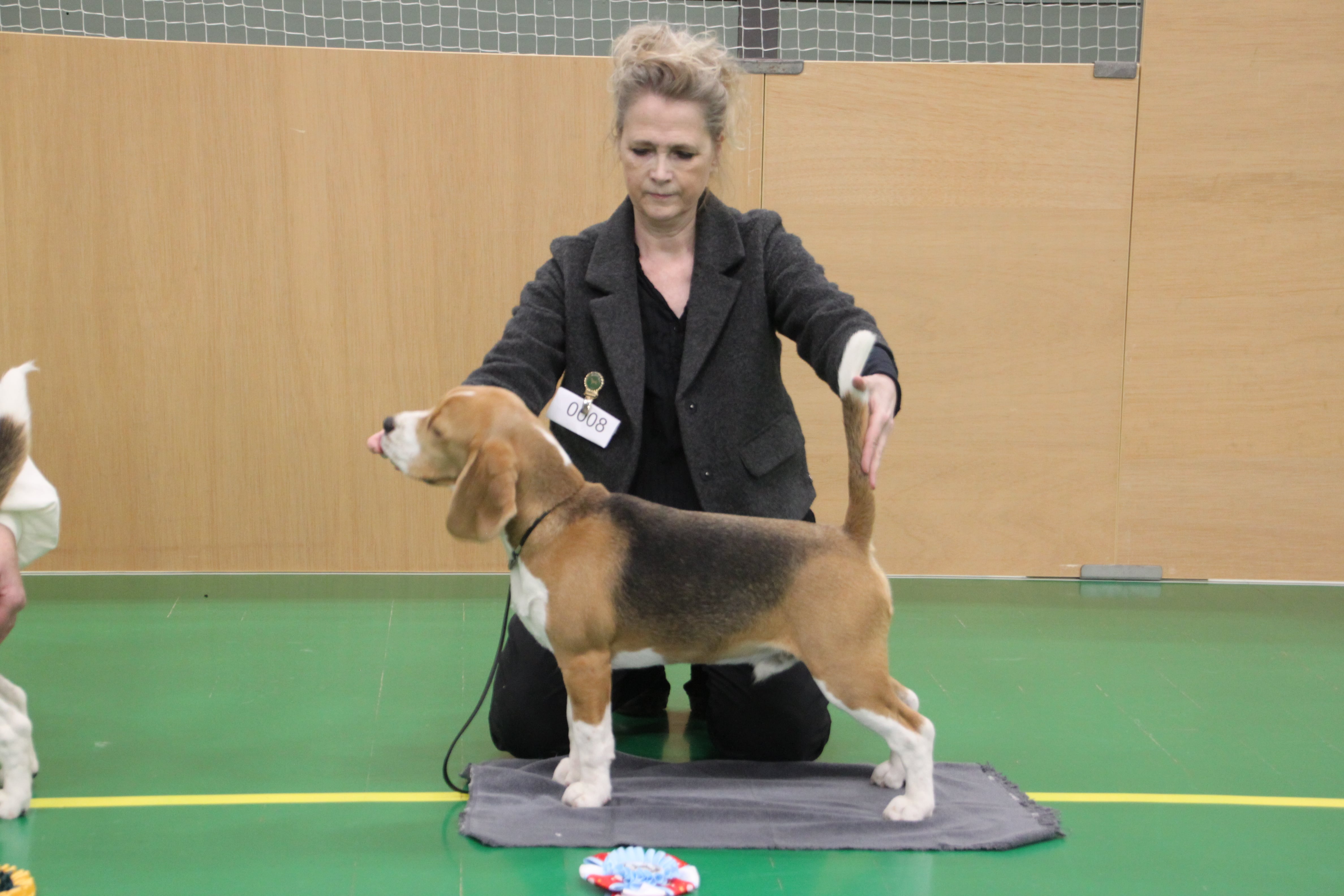 WINSTON BIM-HVALP