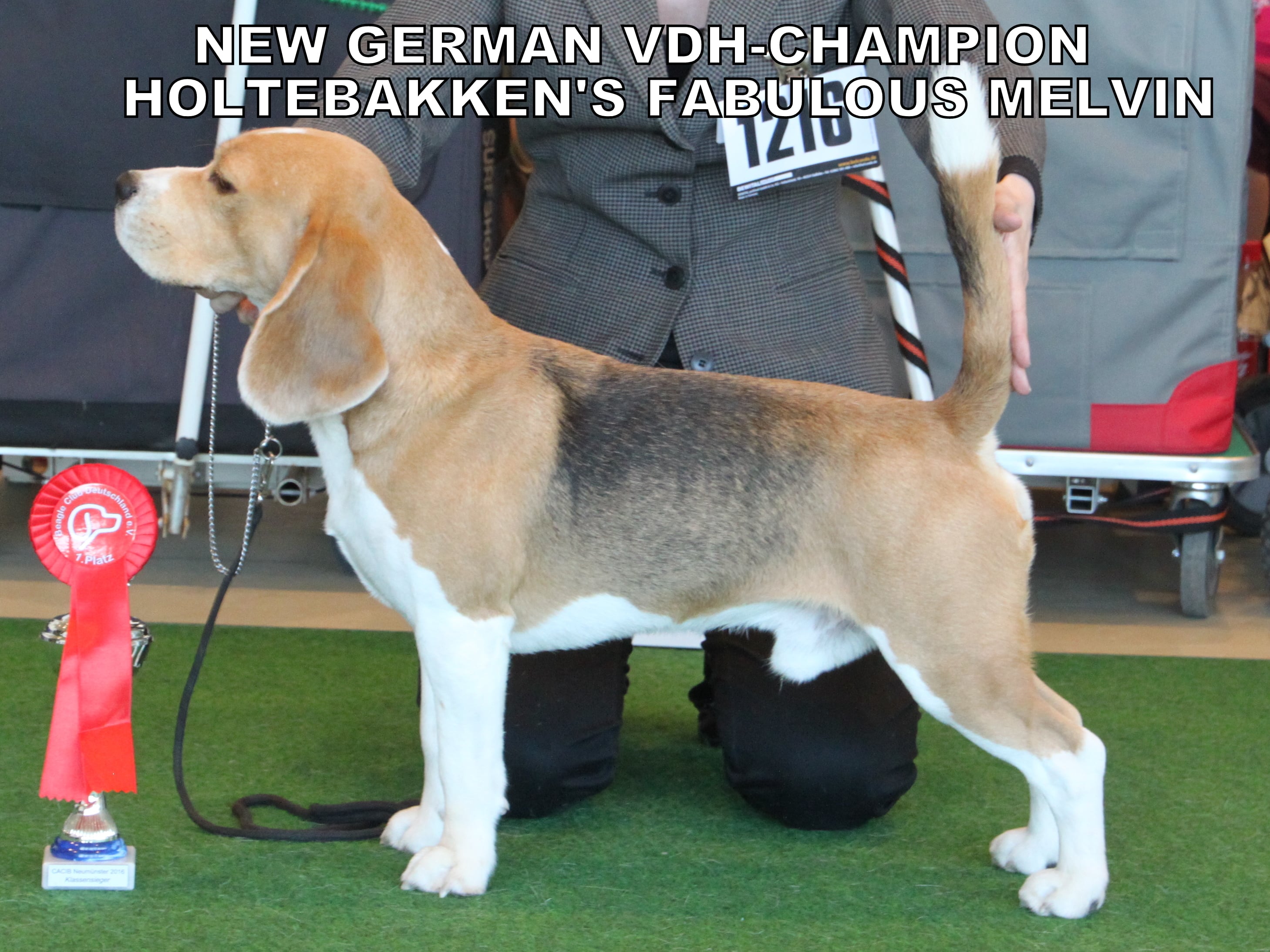 MELVIN VDH-CHAMPION