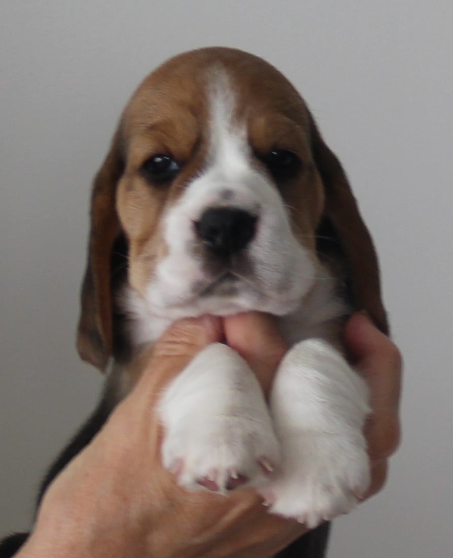 Holtebakken's Wendy - 4 uger