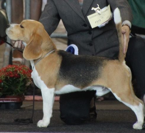 MELVIN TYSK JUNIORCHAMPION (VDH OG BCD)