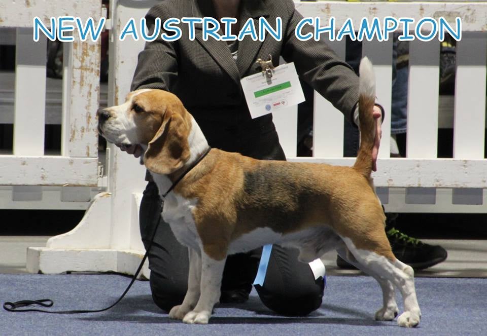 ASLAN ØSTRIGSK CHAMPION