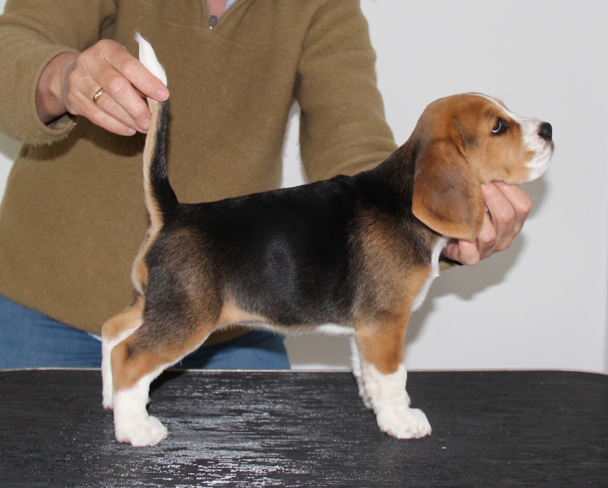 Holtebakken's Wendy - 7½ uger