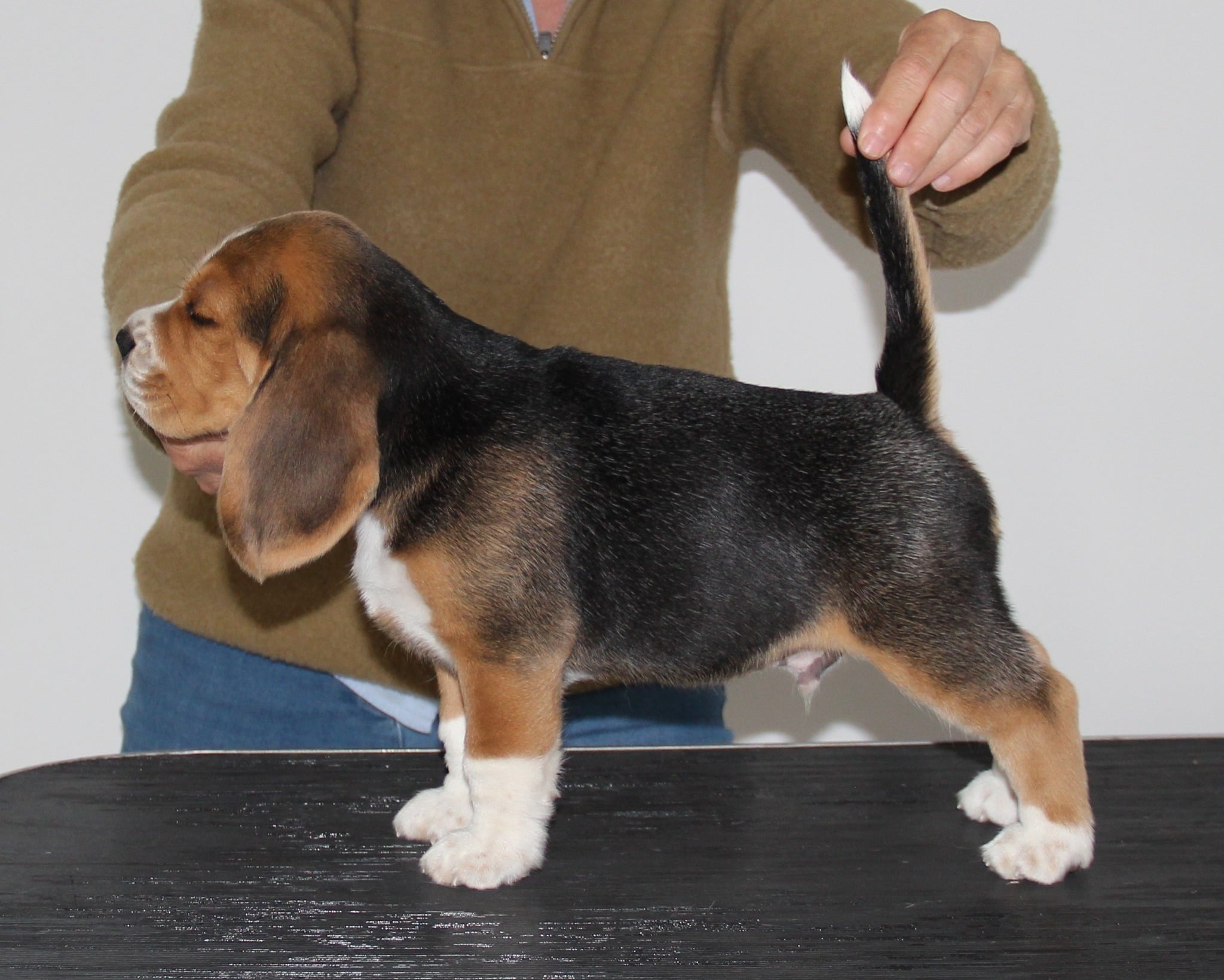 Holtebakken's Wilfred - 7½ uger