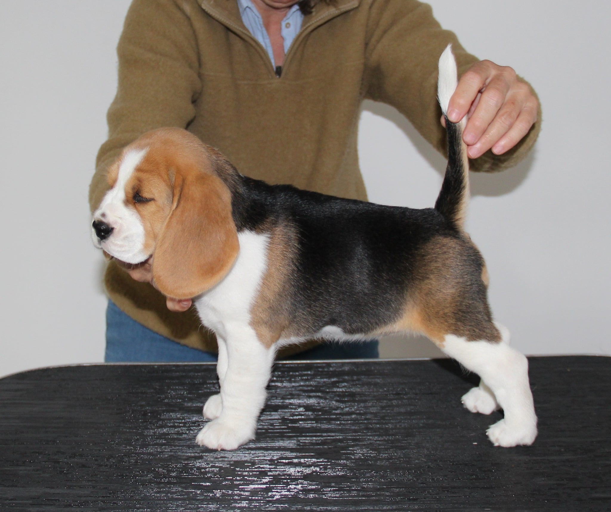 Holtebakken's Wilma - 7½ uger